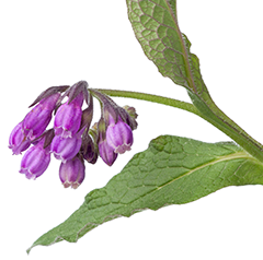 Comfrey