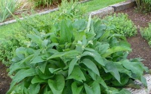 Comfrey