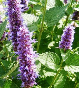 hyssop2