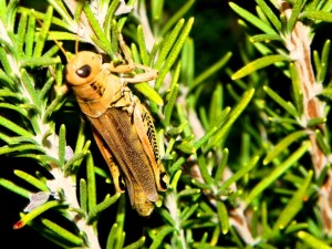 Singing Cricket in the rosemary at Sage Hill
