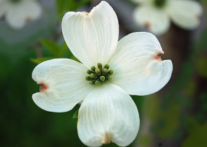 dogwood-flower