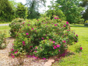 rugosa rose