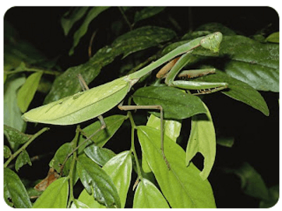 Praying mantis - a bug in the garden. 