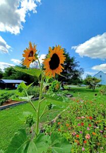 sunflower