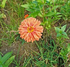 zinnia