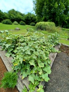 cukes