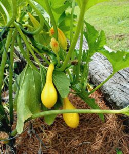 summer squash